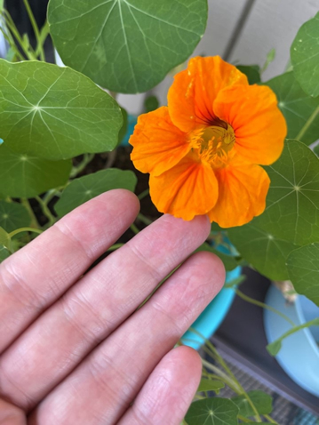 Hand next to orange flower blossom